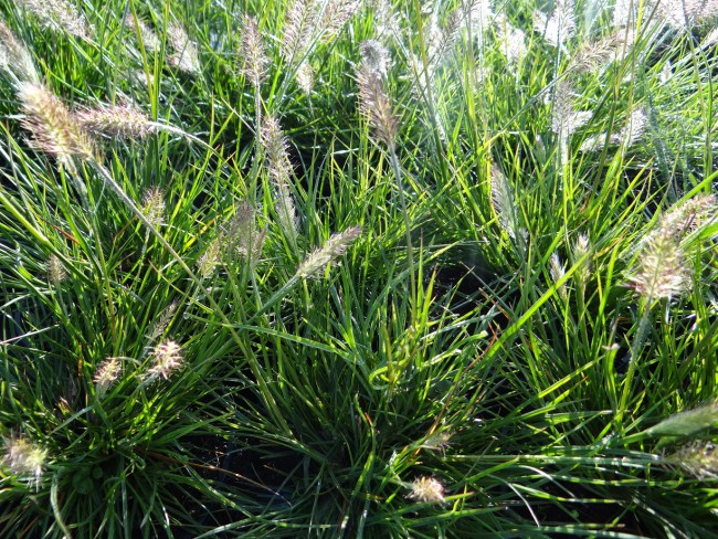 Graminée-Pennisetum-alopecuorides-'Little-Bunny'