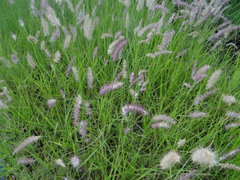 Graminée-Pennisetum-orientalis