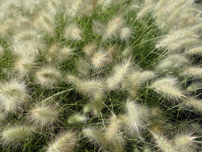 Graminée-Peniisetum-Villosum