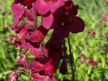 Plante-Vivace-Penstemon-'Black-Bird'