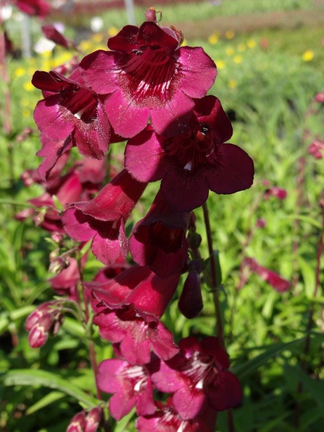 Plante-Vivace-Penstemon-'Black-Bird'