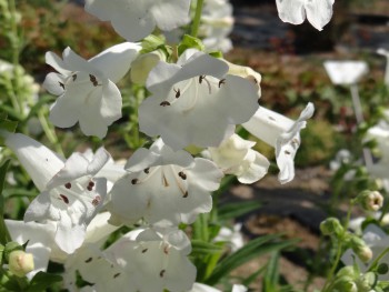 Plante-Vivace-Penstemon-'White-Bedder'