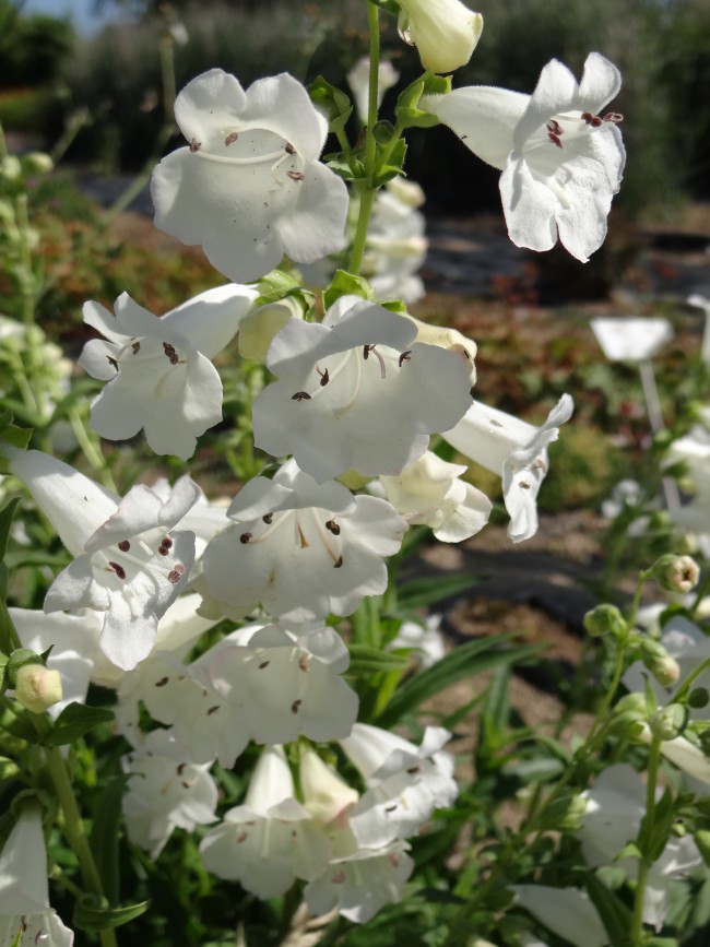 Plante-Vivace-Penstemon-'White-Bedder'