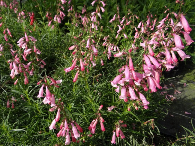 Plante-Vivace-Penstemon-'Evelyne'