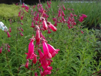 Plante-Vivace-Penstemon-'Garnet'