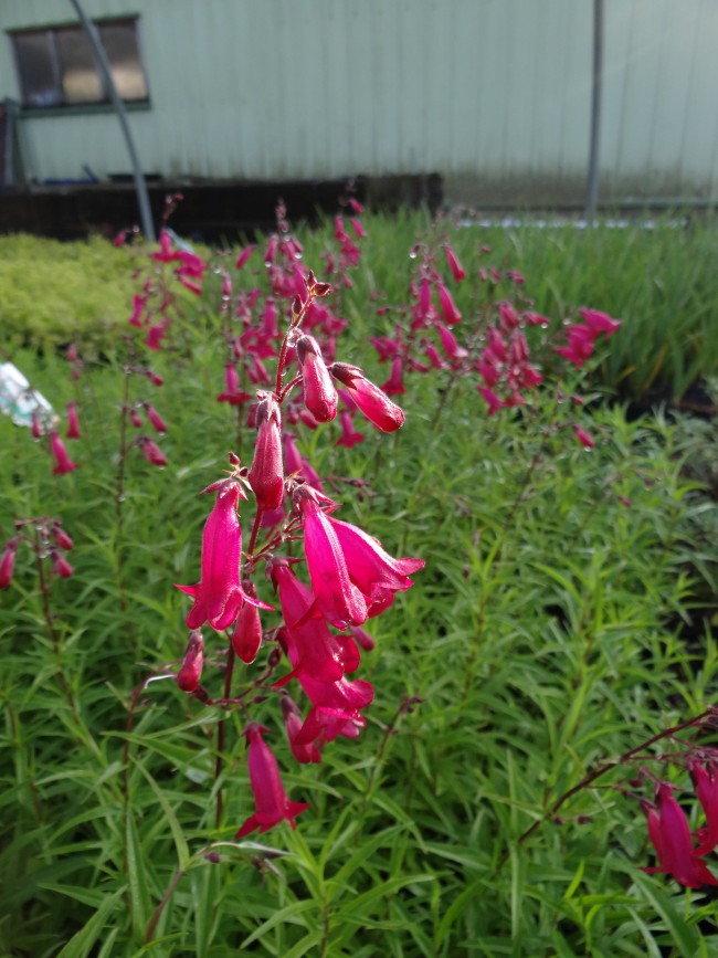 Plante-Vivace-Penstemon-'Garnet'