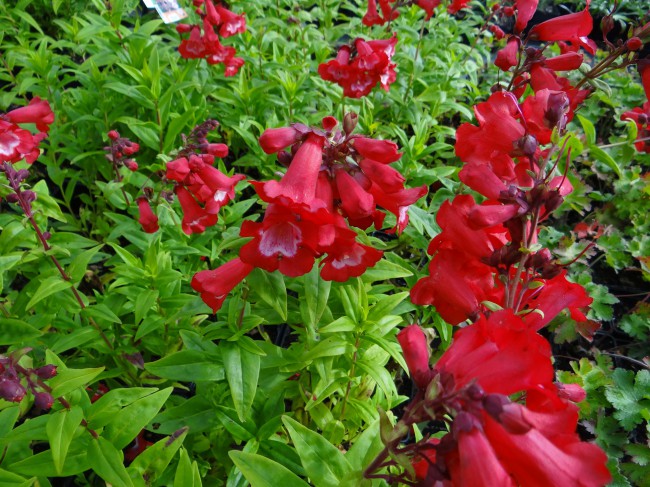 Plante-Vivace-Penstemon-'Le-Phare'