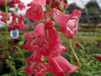 Plante-Vivace-Penstemon-'Souvenir-D'Adrien-Regner'