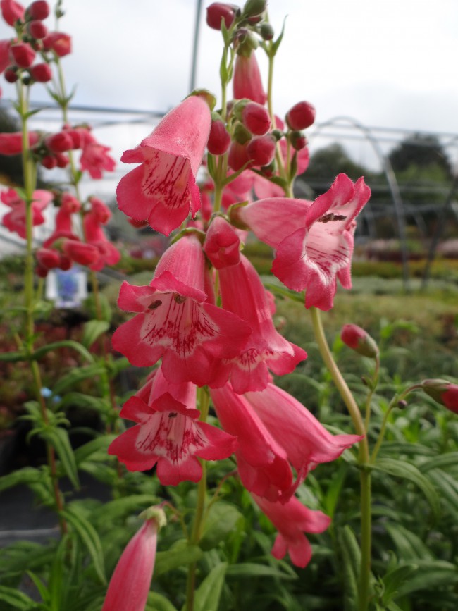 Plante-Vivace-Penstemon-'Souvenir-D'Adrien-Regner'