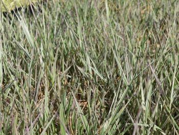 Graminée-Phalaris-arundinacea-'Picta'