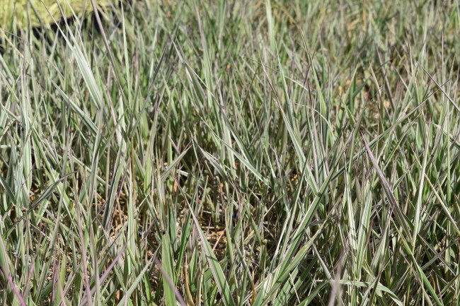 Graminée-Phalaris-arundinacea-'Picta'