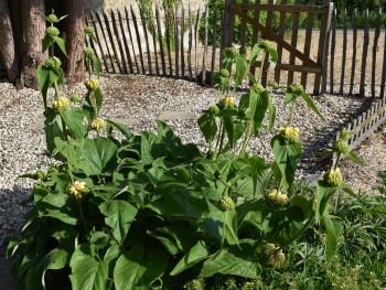 Plante-Vivace-Phlomis-russeliana