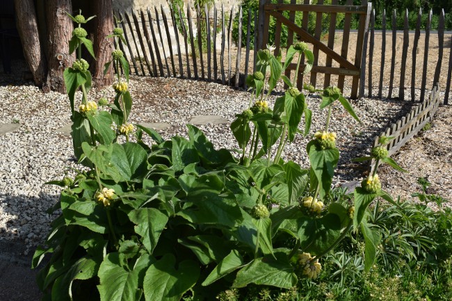 Plante-Vivace-Phlomis-russeliana