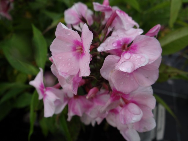 Plante-Vivace-Phlox-paniculata-'Bright-Eyes'