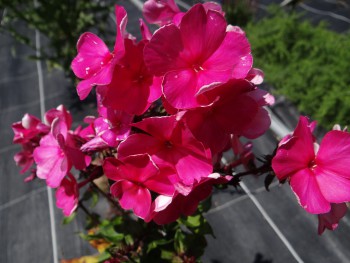 Plante-Vivace-Phlox-paniculata-'Kirchenfurst'