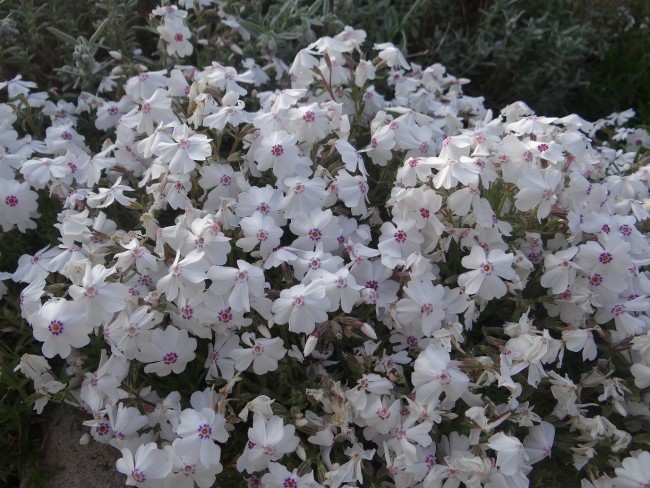 Plante-Vivace-Phlox-subulata-'Amazing-Grace'