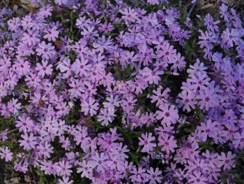 Plante-Vivace-Phlox-subulata-'Daisy-Hill'