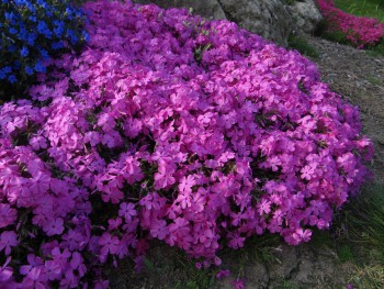 Plante-Vivace-Phlox-subulata-'Mc-Daniel-Cushion'