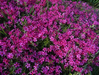 Plante-Vivace-Phlox-subulata-'Temiskaming'