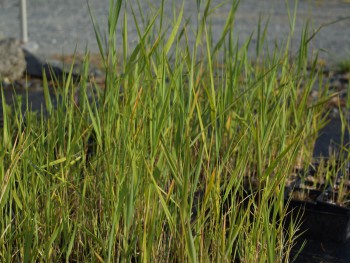 Plante-Vivace-Phragmite-australis