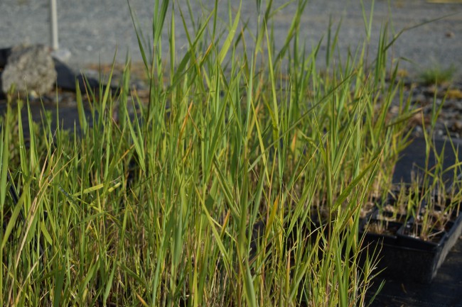 Plante-Vivace-Phragmite-australis