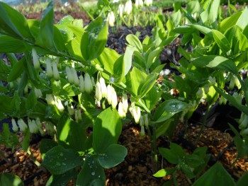 Plante-Vivace-Polygonatum-multiflorum