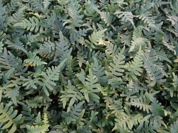 Fougère-Polypodium-vulgare