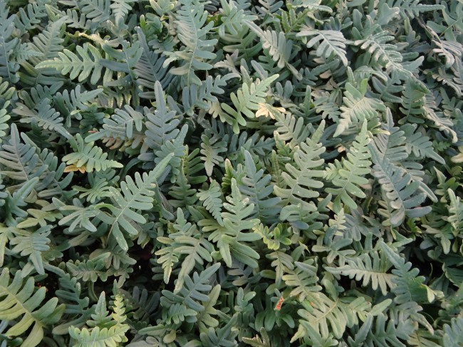 Fougère-Polypodium-vulgare