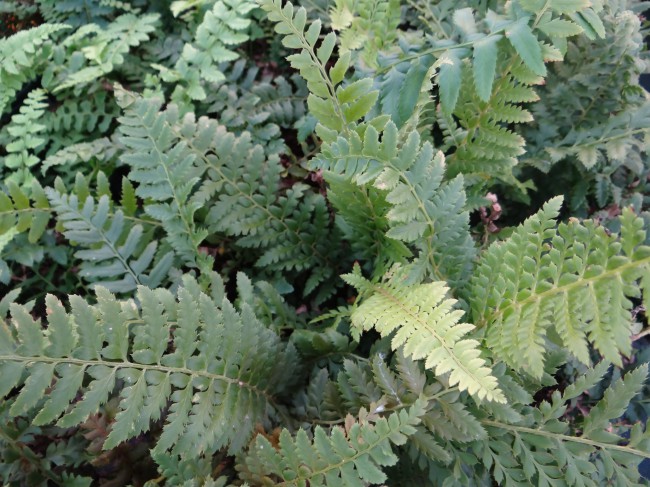 Fougère-Polystichum-aculeatum