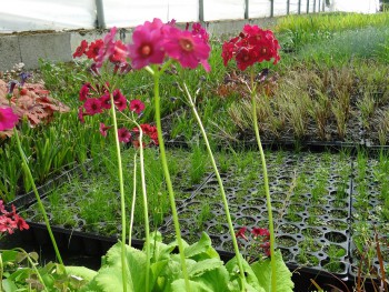 Plante-Vivace-Primula-japonica-'Millers-Crimson'