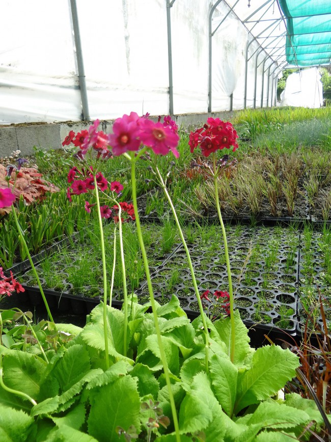 Plante-Vivace-Primula-japonica-'Millers-Crimson'