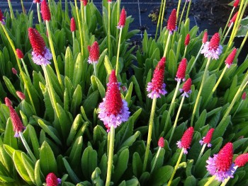 Plante-Vivace-Primula-vialii