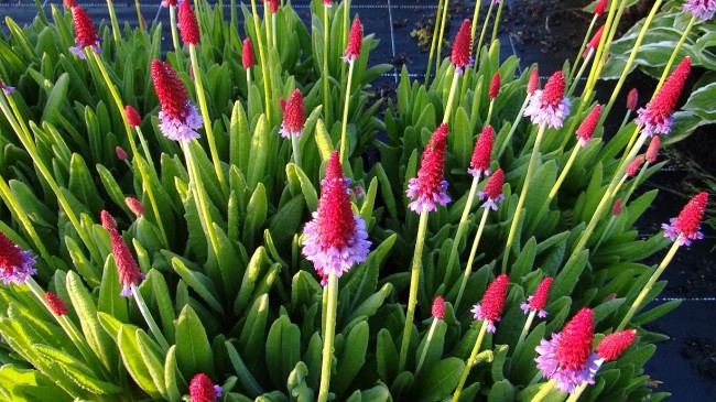 Plante-Vivace-Primula-vialii