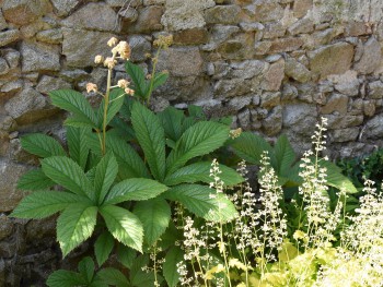 Plante-Vivace-Rodgersia-aescutifolia