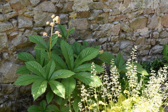 Plante-Vivace-Rodgersia-aescutifolia