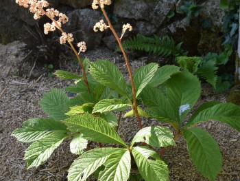 Plante-Vivace-Rodgersia-pinnata