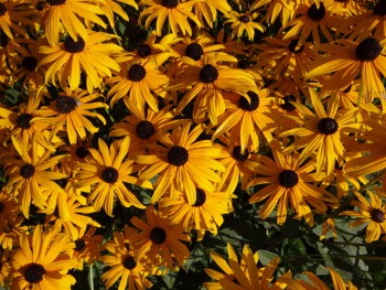 Plante-Vivace-Rudbeckia-fulgida-'Goldstrum'