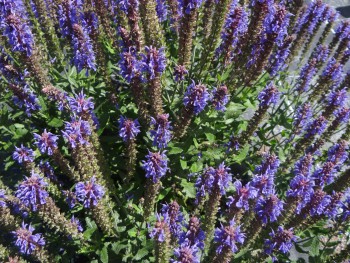 Plante-Vivace-Salvia-nemerosa-'Blauhugel'