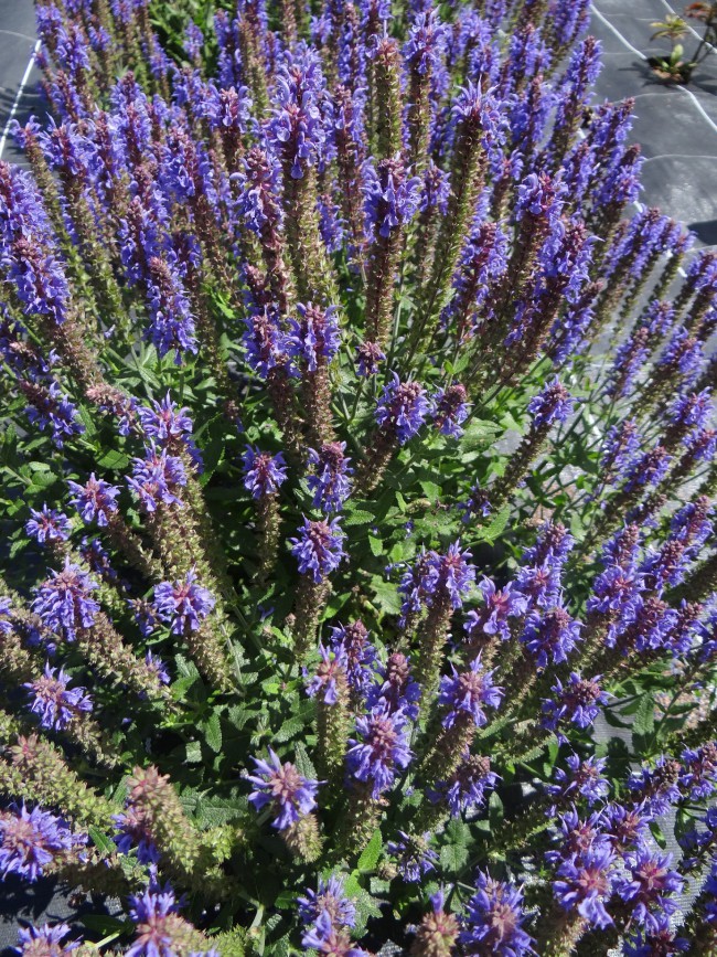 Plante-Vivace-Salvia-nemerosa-'Blauhugel'