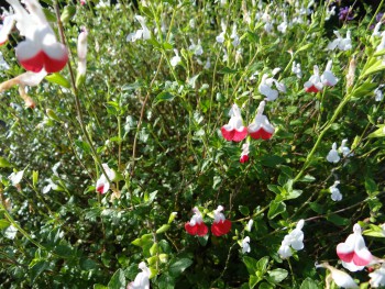 Plante-Vivace-Salvia-microphylla-'Hot-Lips'