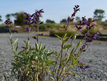 Plante-Vivace-Salvia-lavandulifolia