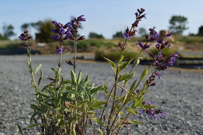 Plante-Vivace-Salvia-lavandulifolia