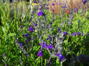 Plante-Vivace-Salvia-microphylla-'Lycoides'