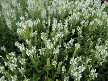 Plante-Vivace-Salvia-nemerosa-'Schneehugel'