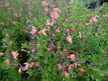 Plante-Vivace-Salvia-microphylla-'Ribambelle'