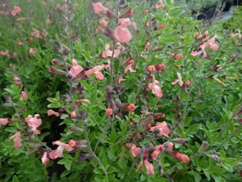 Plante-Vivace-Salvia-microphylla-'Ribambelle'