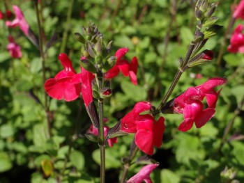 Plante-Vivace-Salvia-microphylla-'Royal-Bumble'