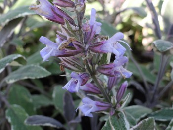 Plante-Vivace-Salvia-officinalis-'Tricolor'