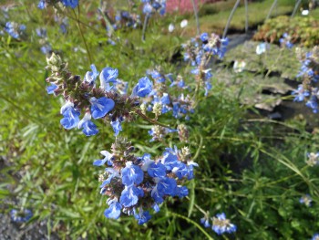 Plante-Vivace-Salvia-ulginosa