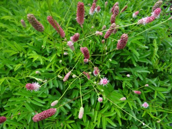 Plante-Vivace-Sanguisorba-officinalis-'Pink-Tanna'